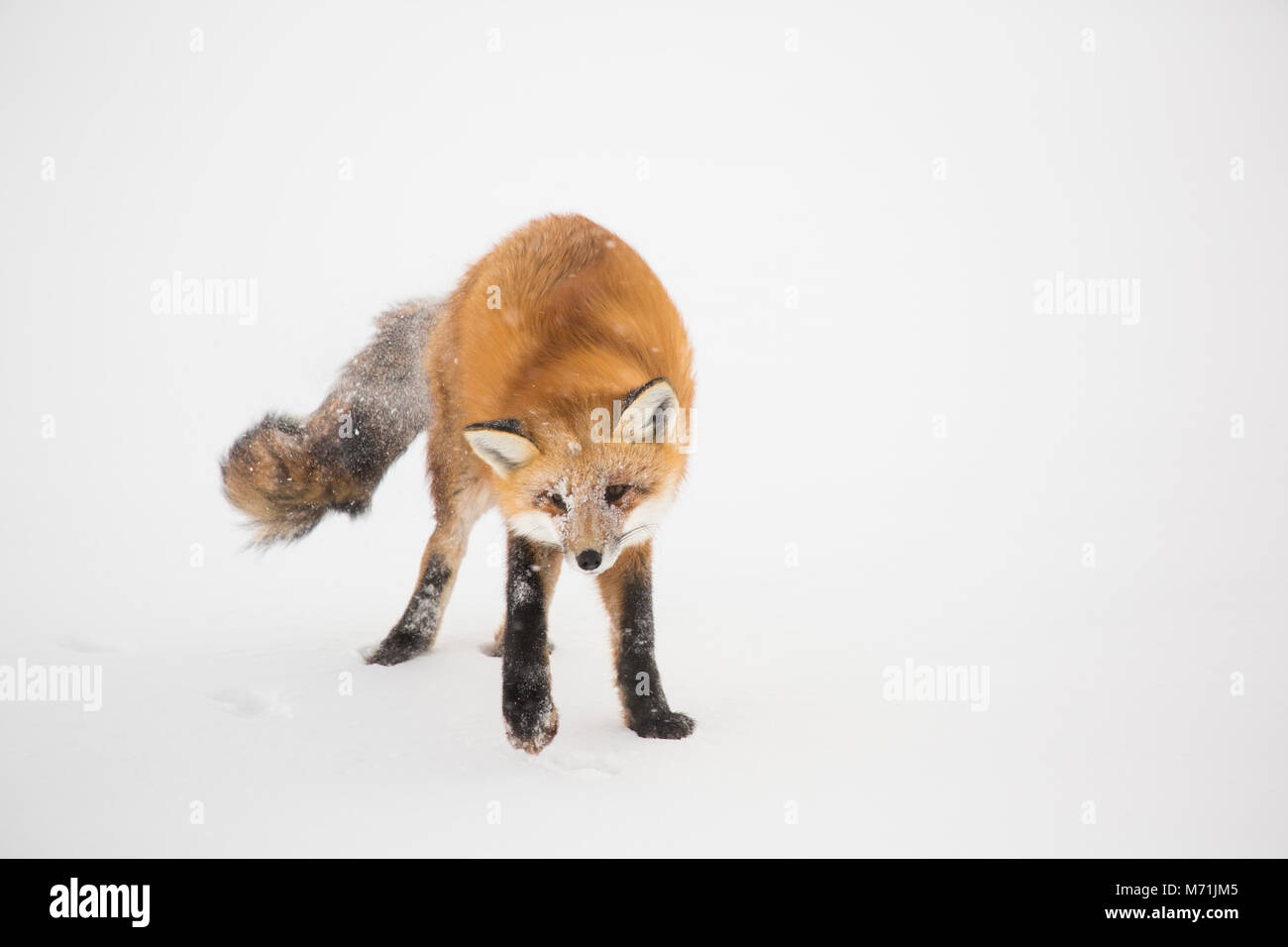 01871-02914 Red Fox (Vulpes vulpes) am Cape Churchill, Wapusk National Park, Churchill, MB Stockfoto