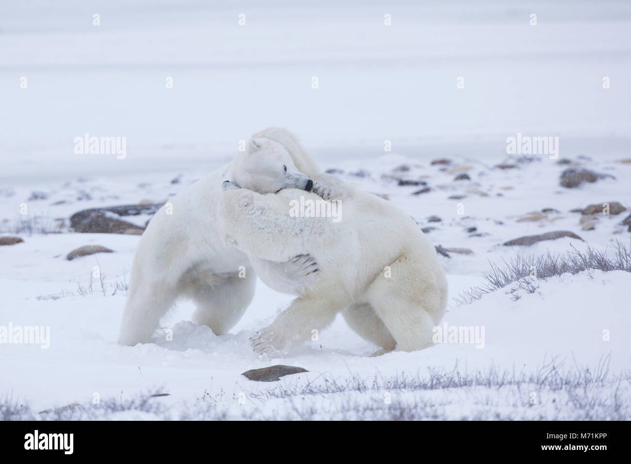 01874-14113 Eisbären (Ursus maritimus) Sparring in Churchill Wildlife Management Area, Churchill, MB Kanada Stockfoto