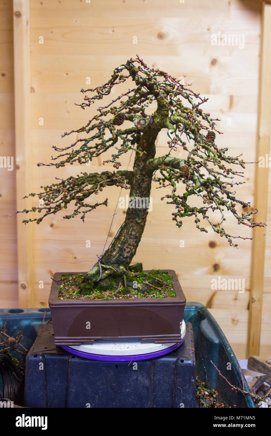 Ein Muster informellen aufrecht Kaempheri Larix (Lärchen) Bonsai folgende Routine Frühling Wartung und Zweig Platzierung und die Beschneidung. Dieser Baum ist ca. Stockfoto