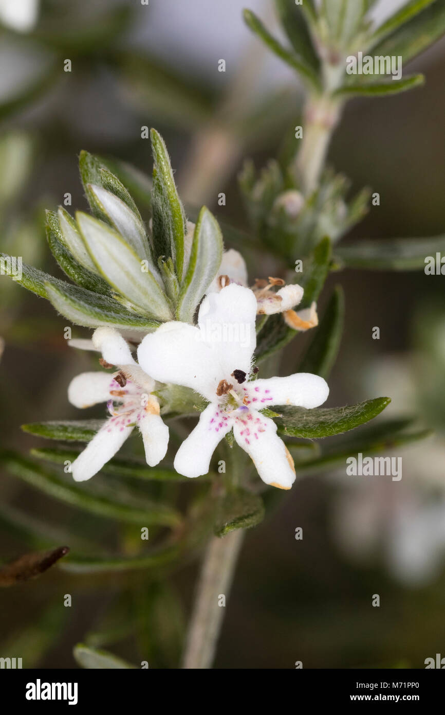 In der Nähe der Rosa spooted weiße Blumen der Östlichen Australische immergrüner Strauch, Lespedeza fruticosa Stockfoto