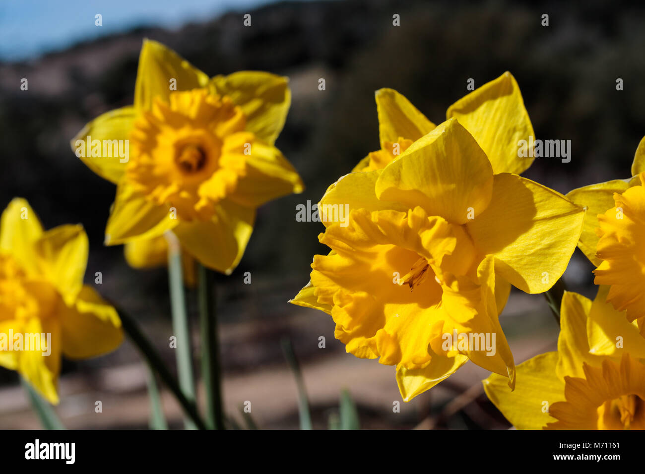 In der Nähe der Gruppe von hellen Gelb Frühling Ostern Narzissen blühen im Frühling in ländlichen Landschaft Stockfoto