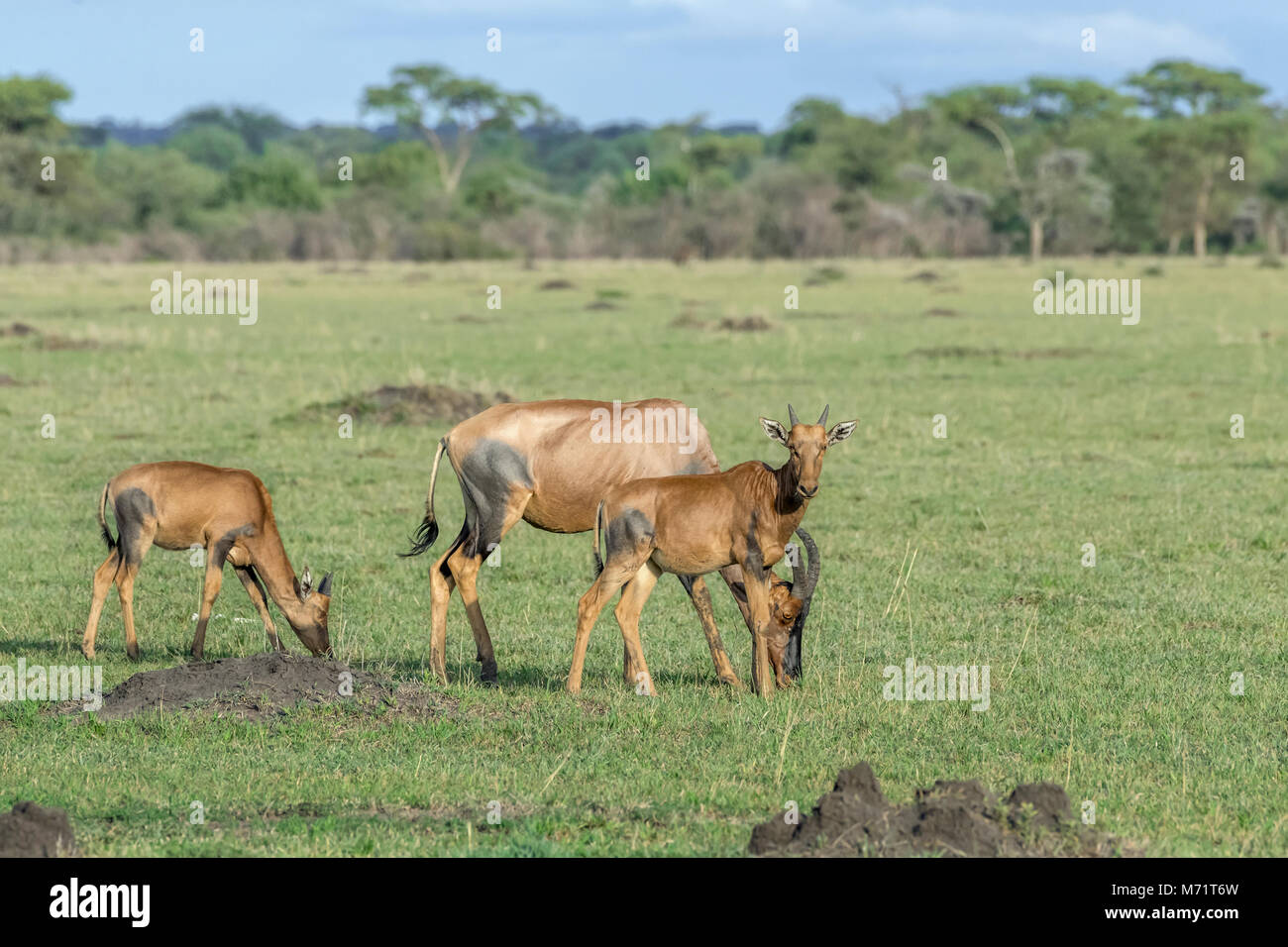 Beweidung Mutter topi mit zwei Kälber, die von einigen Termitenhügel, grumeti Game Reserve, Serengeti, Tansania Stockfoto