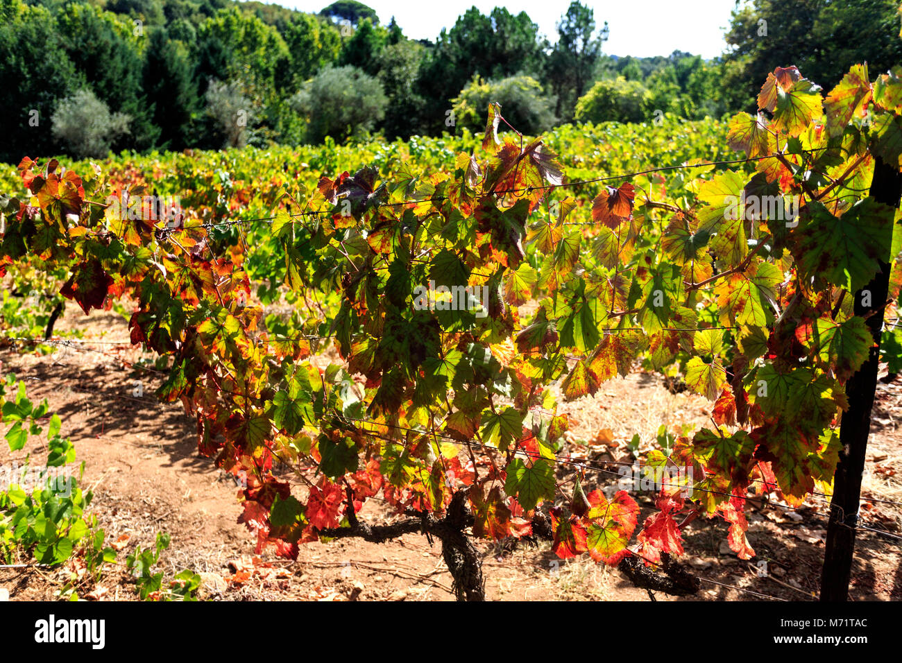 Herbstliche Farben auf dem Wein Weinreben der formalen Weingut des weltberühmten Mateus Rosewein in Mateus Palast, Vila Real, Portugal Stockfoto