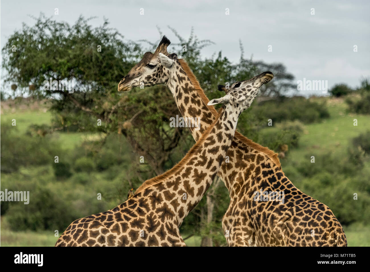 Masai Giraffen Hals reibt, tick Vogel, grumeti Game Reserve, Serengeti, Tansania Stockfoto