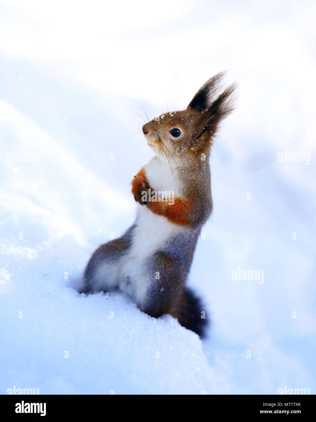 Schöne Eichhörnchen im Schnee fotografiert close-up Stockfoto