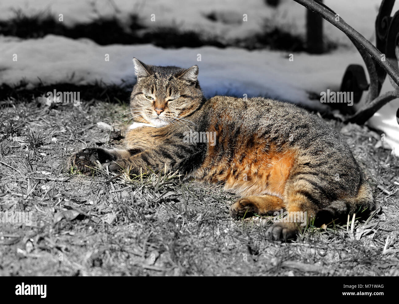 Schöne Katzen auf der Straße eine Nahaufnahme Stockfoto