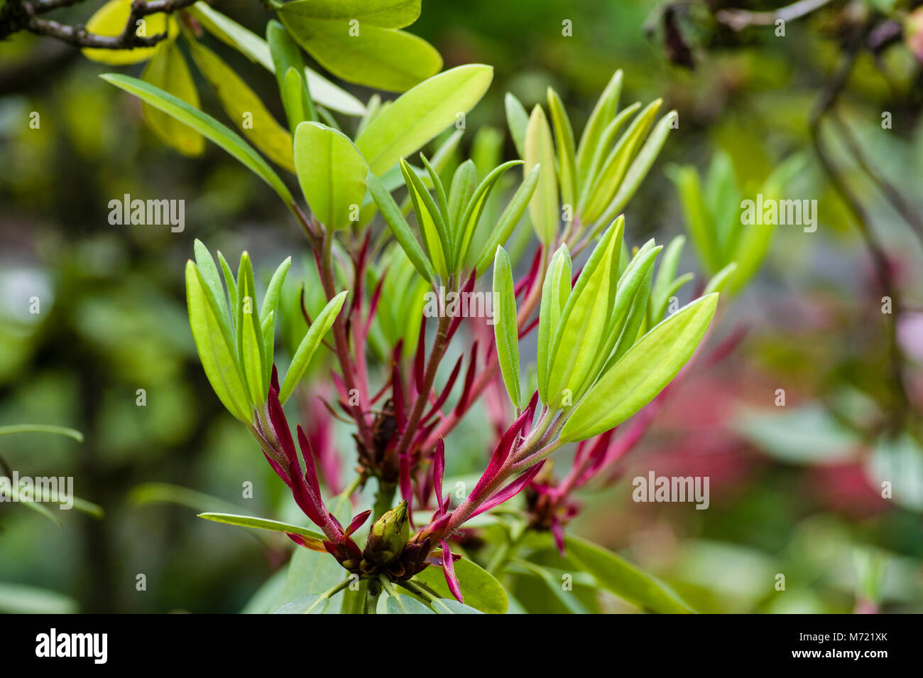 rhododendron mezitt Olga Mezitt Rhododendron buy online plants and trees at pixies Gardens