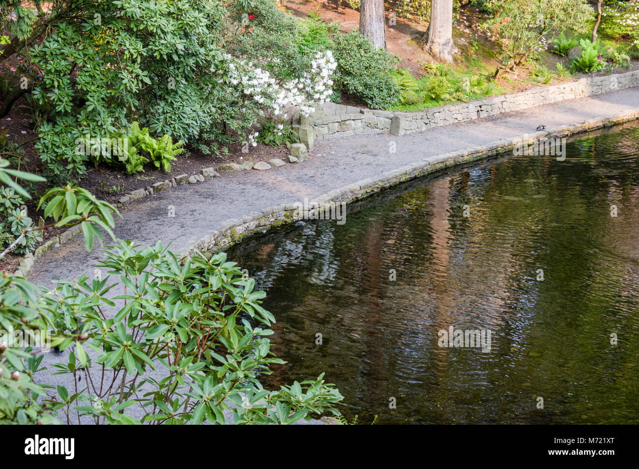 Weg mit bepflanzten Blumenbeete in der Crystal Springs Rhododendron Garten. Portland Oregon Stockfoto