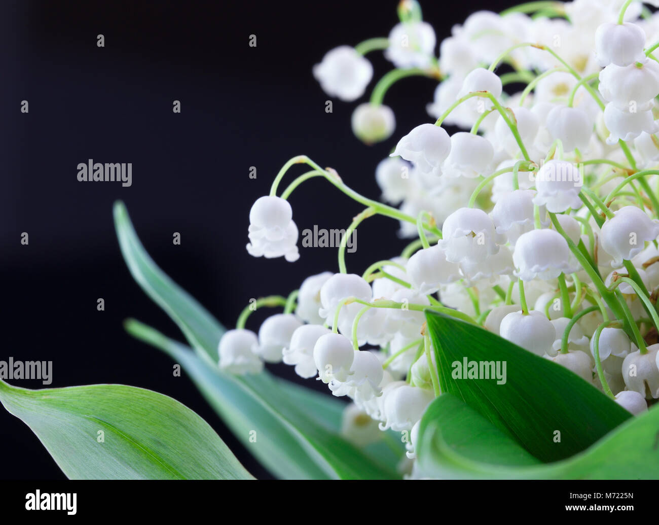 Soft Focus und romantischen Strauß Maiglöckchen auf dunklem Hintergrund. Nahaufnahme Stockfoto