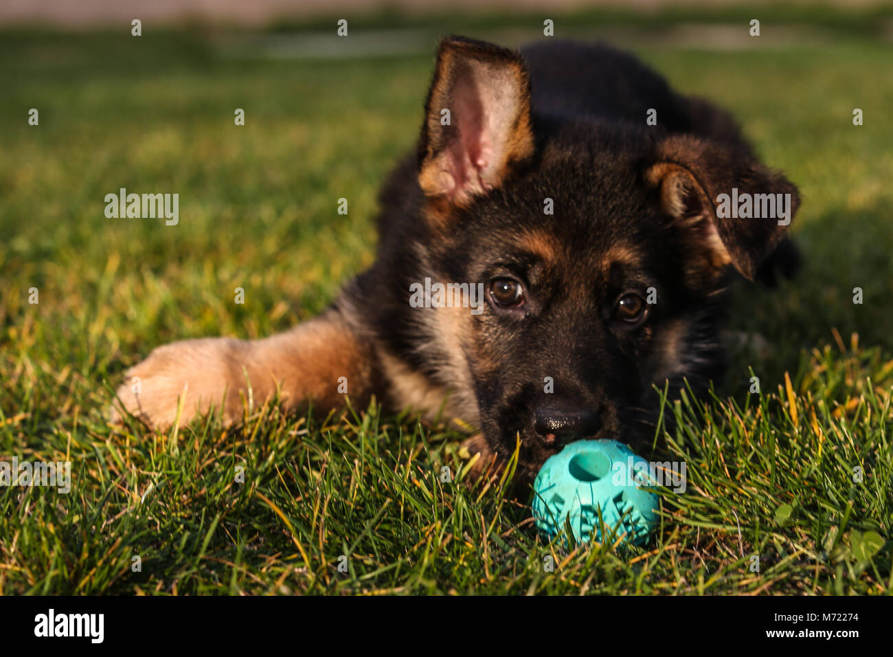 Deutscher Schäferhund Welpen spielen mit einem Ball Stockfoto