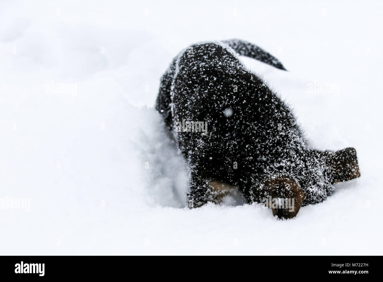 Deutscher Schäferhund Welpen Spielen im Schnee. Stockfoto