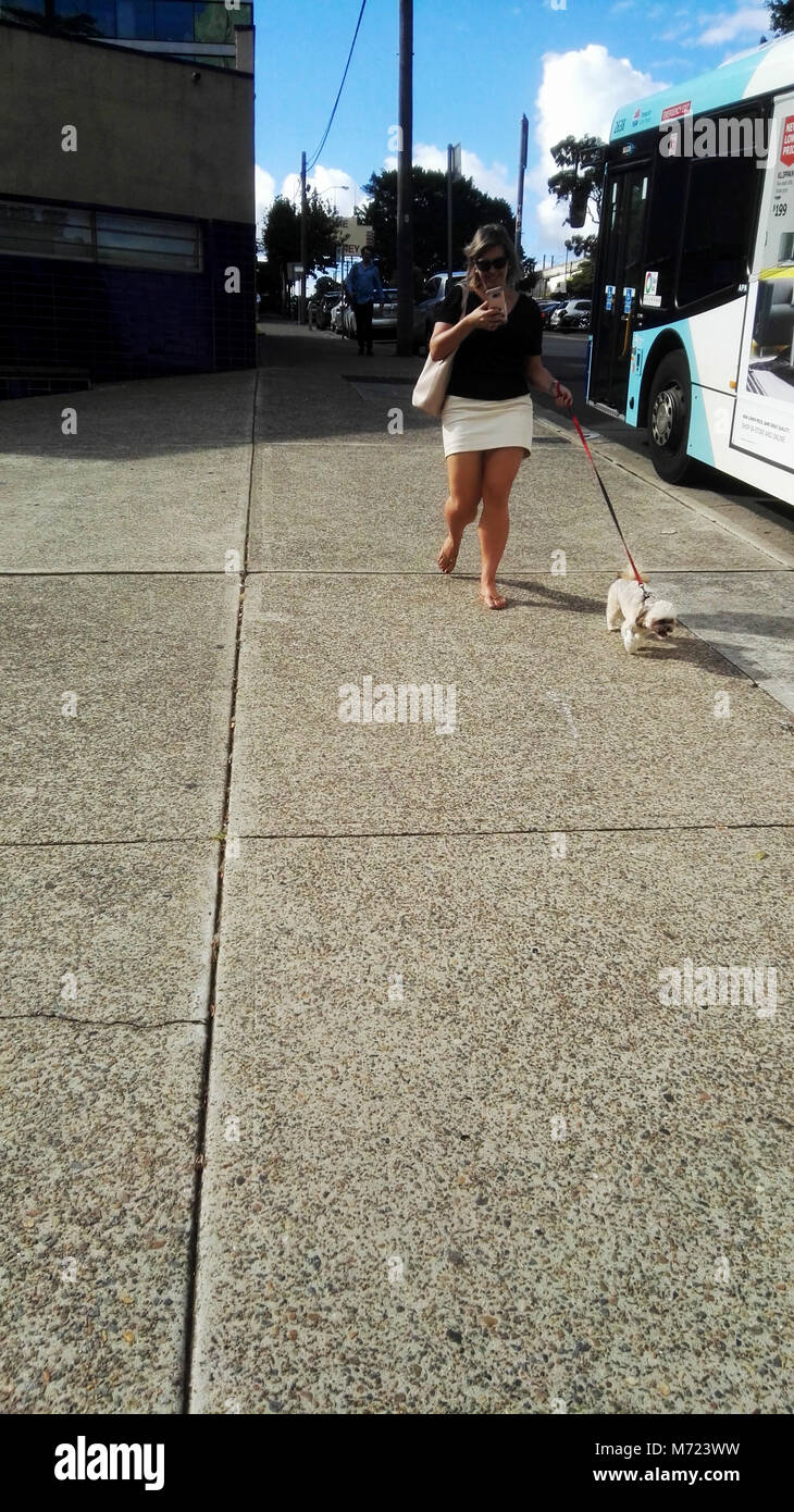 Frau zu ihrem Hund und Telefon am Milsons Point NSW Australien suchen Stockfoto