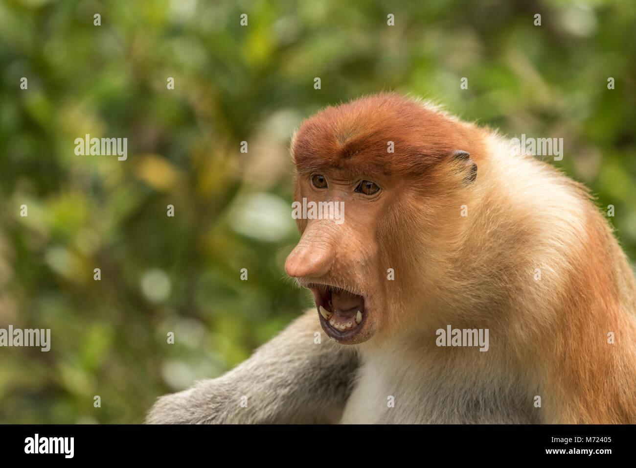 Gefährdete Proboscis Monkey Vokalisierung (Nasalis larvatus), Borneo Stockfoto