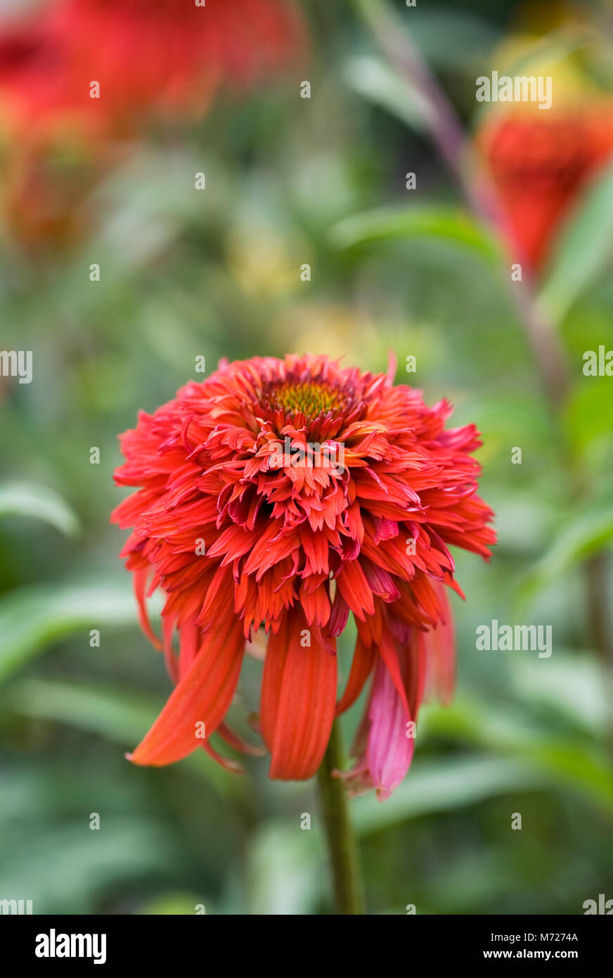 Echinacea 'Hot Papaya' Blume. Stockfoto