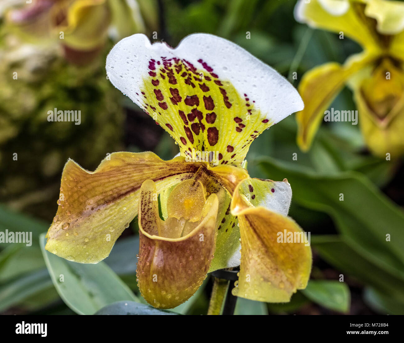 Paphiopedilum gratrixianum oder Slipper Orchid ist eine Pflanzenart in der Familie der Orchidaceae gefunden aus Laos nach Vietnam Stockfoto