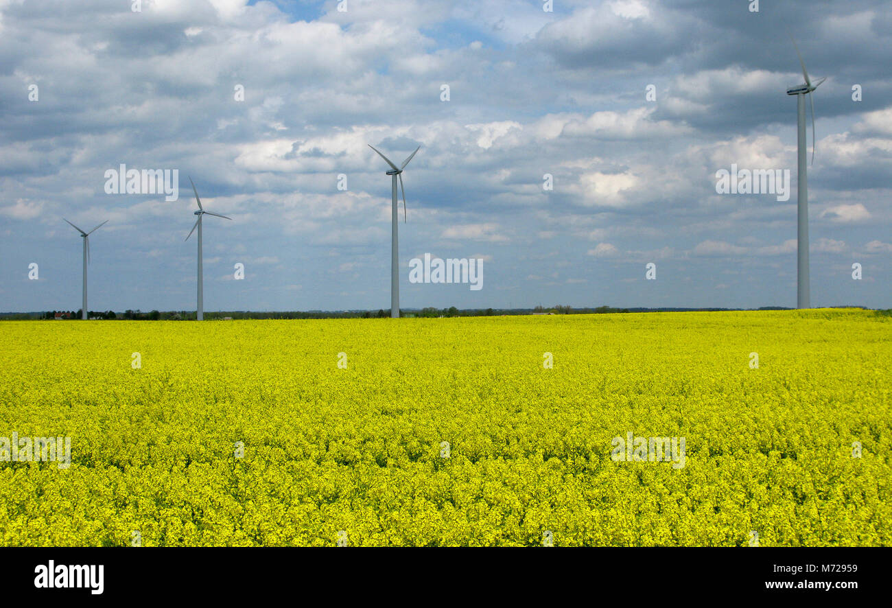 Windmühlen in einem rap Feld 2012 Stockfoto