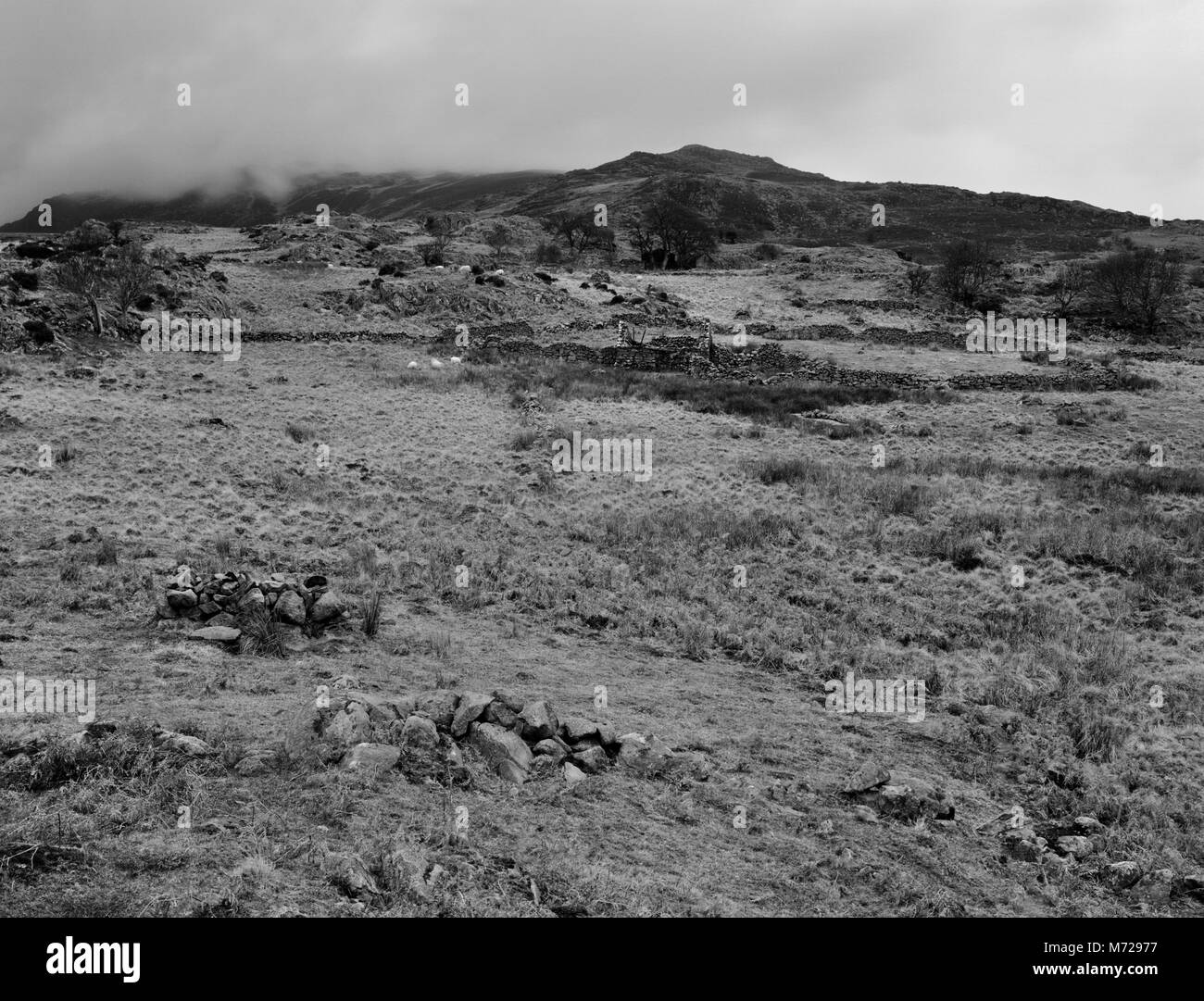 Blick WSW von hafod-y-garreg post-mittelalterlichen verlassenen Hof im Tal des Afon Dulyn auf dem westlichen Hügel über dem Tal von Conwy, North Wales Stockfoto