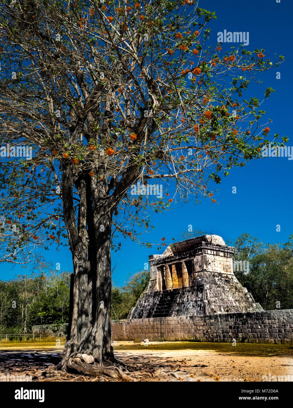 Seitenansicht der Tempel des Jaguars, am Ende der Kugel Gerichte, mit einem blühenden Baum in Chichen Itza, Yucatan Mexiko Stockfoto