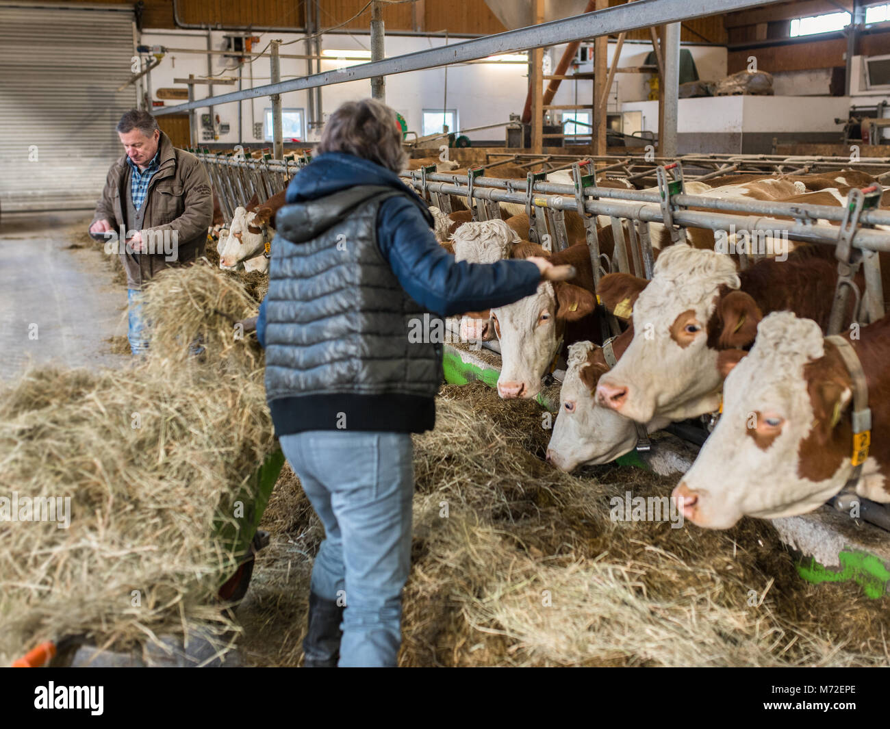Landwirt Paar stabil arbeiten 3. Stockfoto