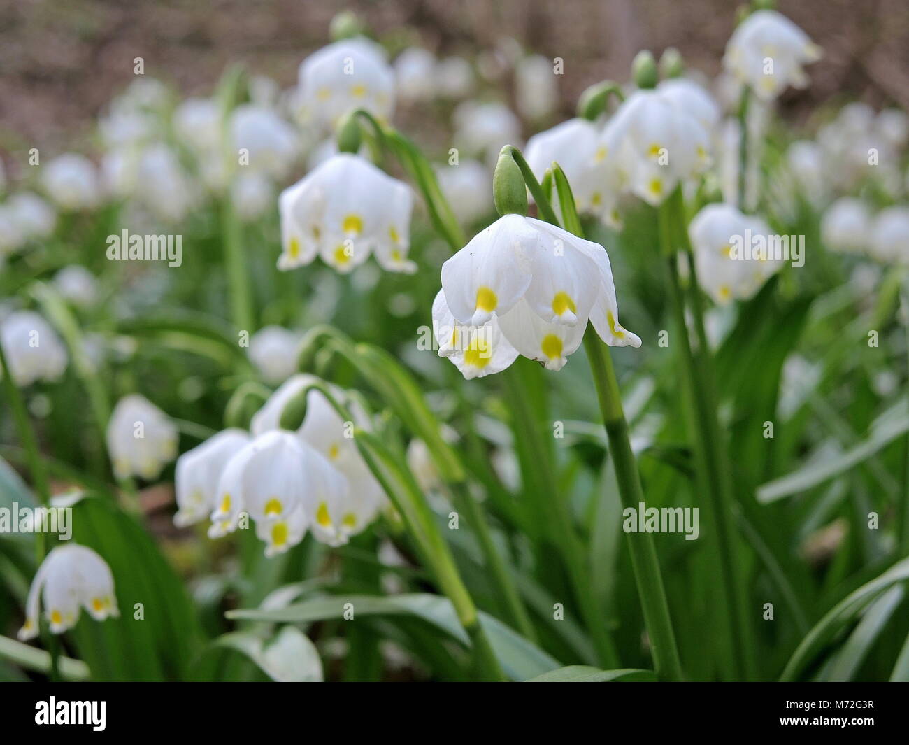 Schneeglöckchen 14. Stockfoto