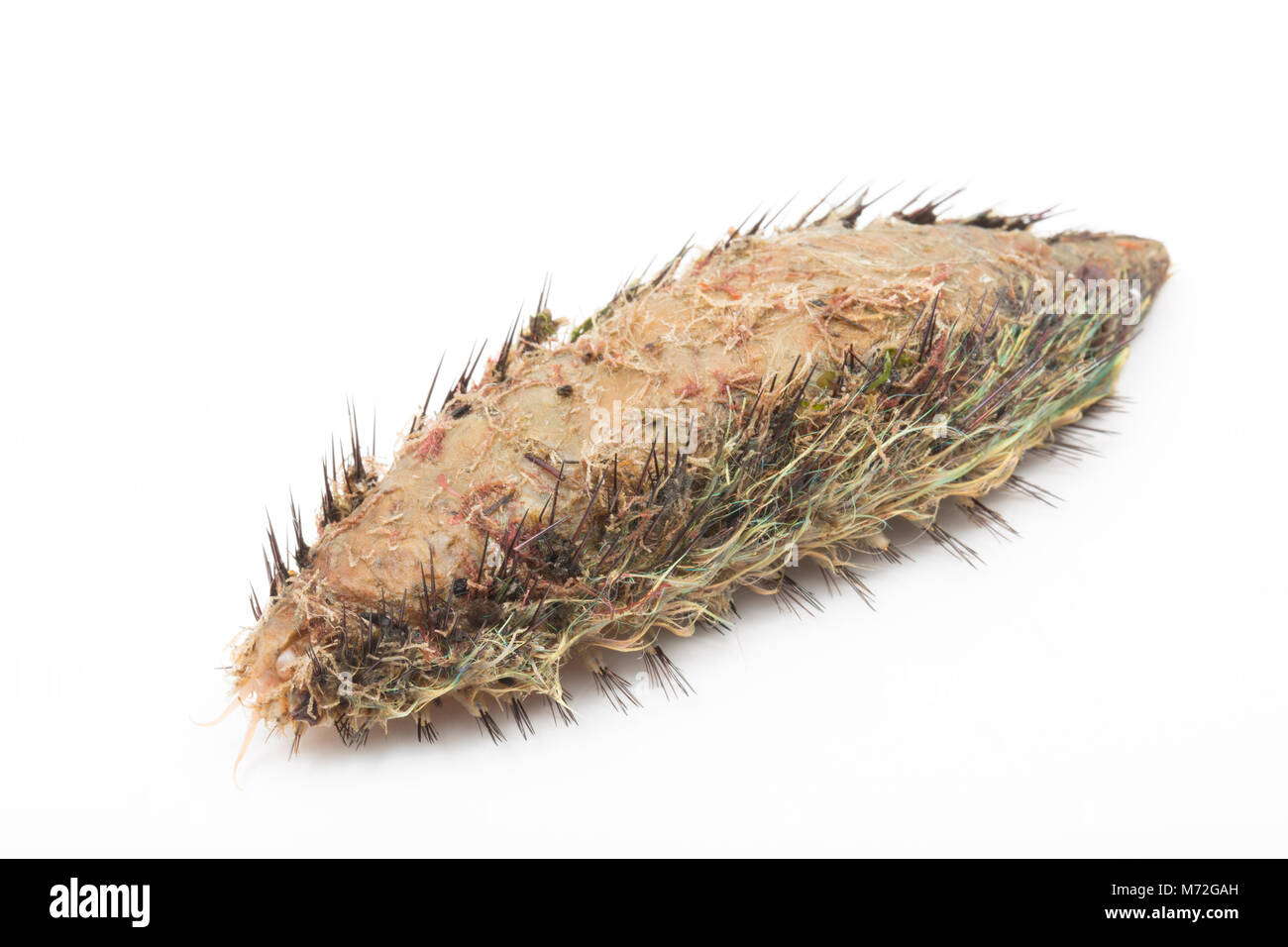 Ein Meer Maus - Aphrodita aculeata gewaschen nach Sturm Emma 7. März 2018. Das Meer Maus ist eine Art von marine Wurm. North Dorset UK GB Stockfoto