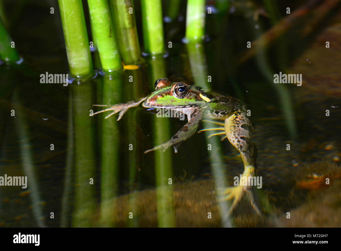 Levant Wasserfrosch, Pelophylax bedriagae Stockfoto