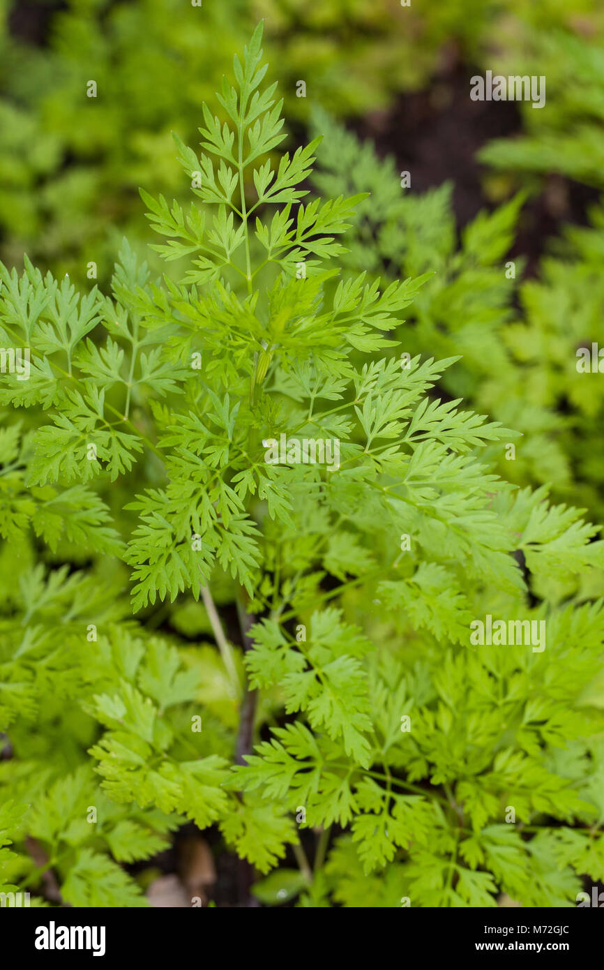Hundspetersilie, Hunds-Petersilie, Blatt, Blätter vor der Blüte, Aethusa cynapium, Fool's Petersilie, Narr in cicely, Gift Petersilie, Hund Gift Stockfoto