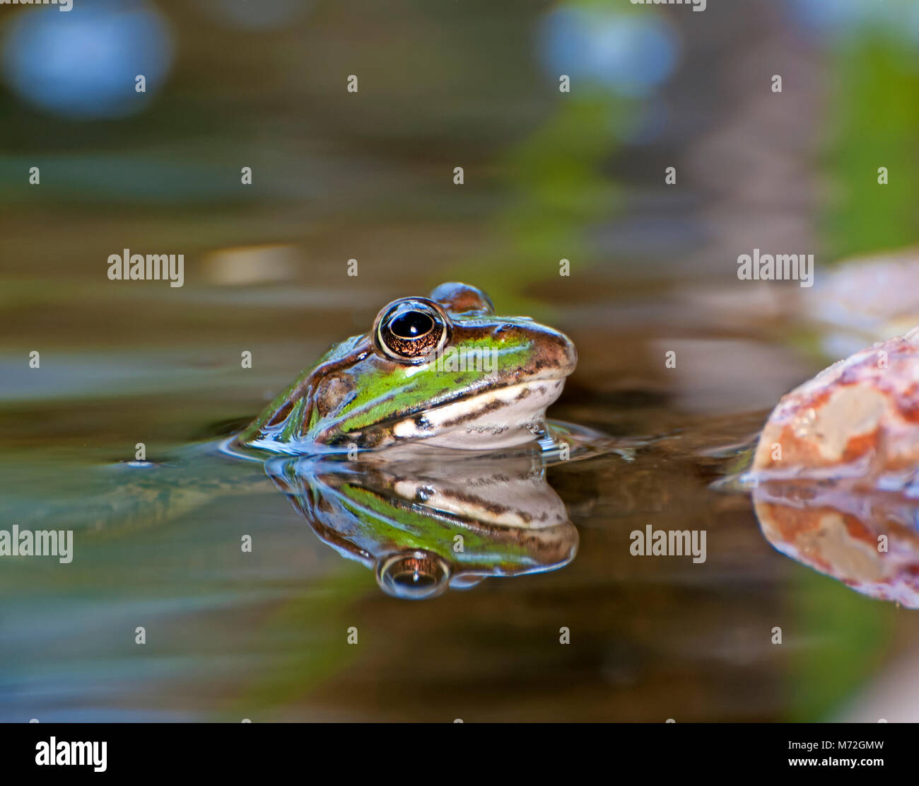 Levant Wasserfrosch, Pelophylax bedriagae Stockfoto