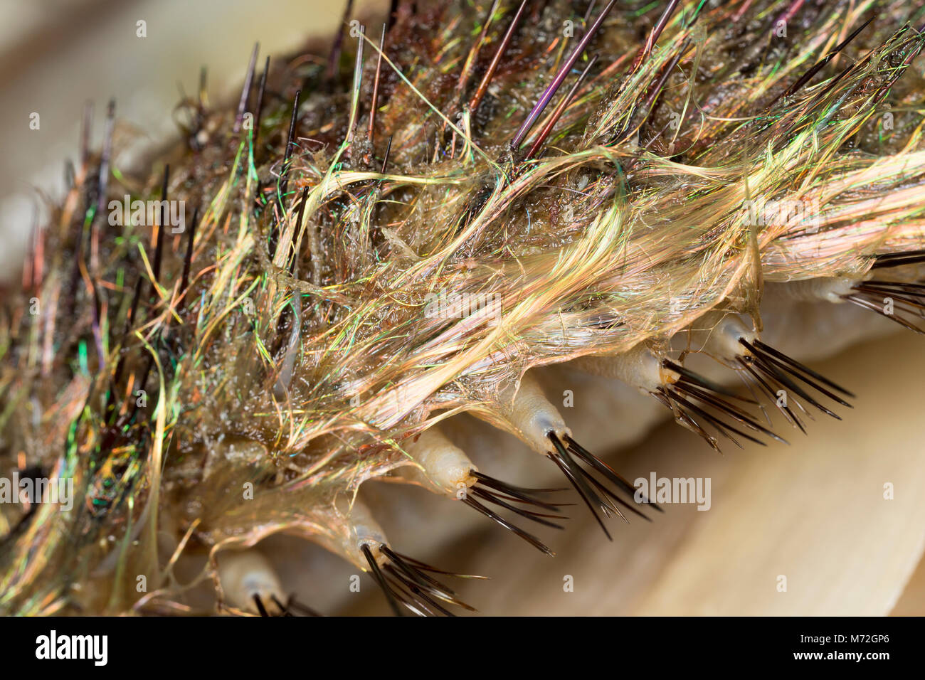 Nahaufnahme der chaetae eines Meeres Maus - Aphrodita aculeata - gewaschen nach Sturm Emma März 7 2018 North Dorset UK GB Stockfoto