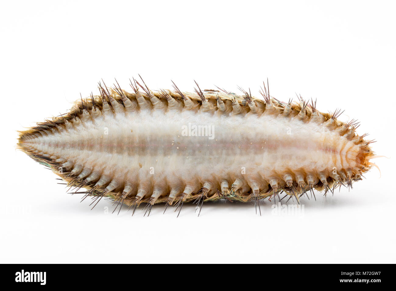 Unterseite eines Meer Maus - Aphrodita aculeata-up gewaschen nach Sturm Emma 7. März 2018. Das Meer Maus ist eine Art von marine Wurm. North Dorset UK GB Stockfoto
