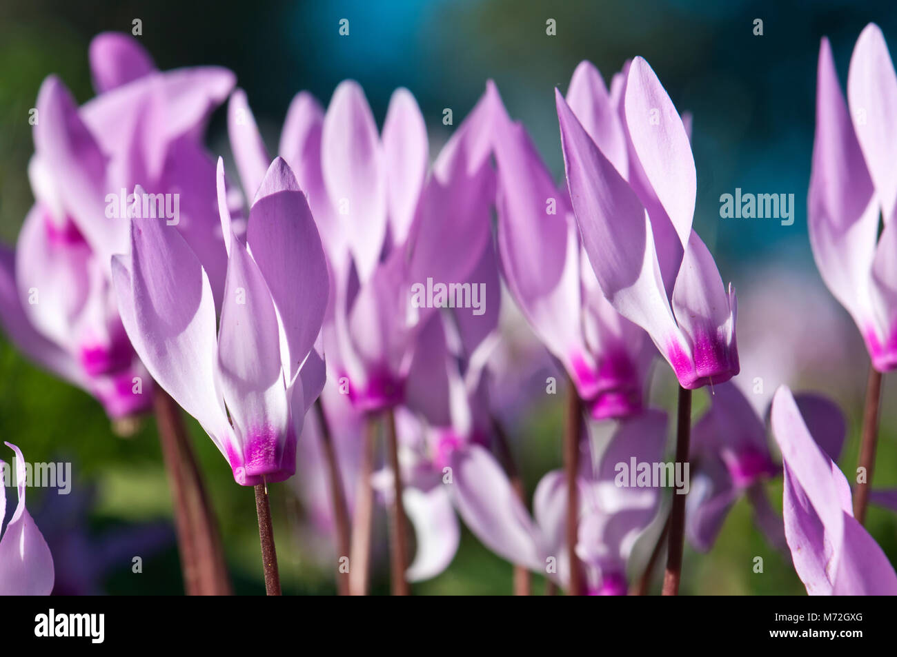 Wilde Alpenveilchen Blumen Stockfoto