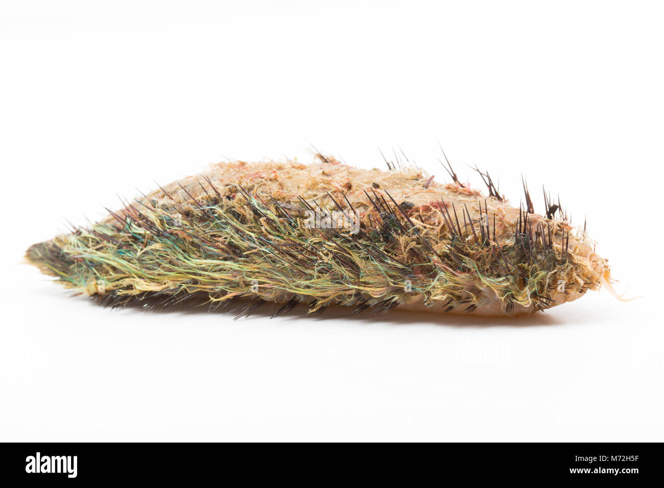 Ein Meer Maus - Aphrodita aculeata gewaschen nach Sturm Emma 7. März 2018. Das Meer Maus ist eine Art von marine Wurm. North Dorset UK GB Stockfoto