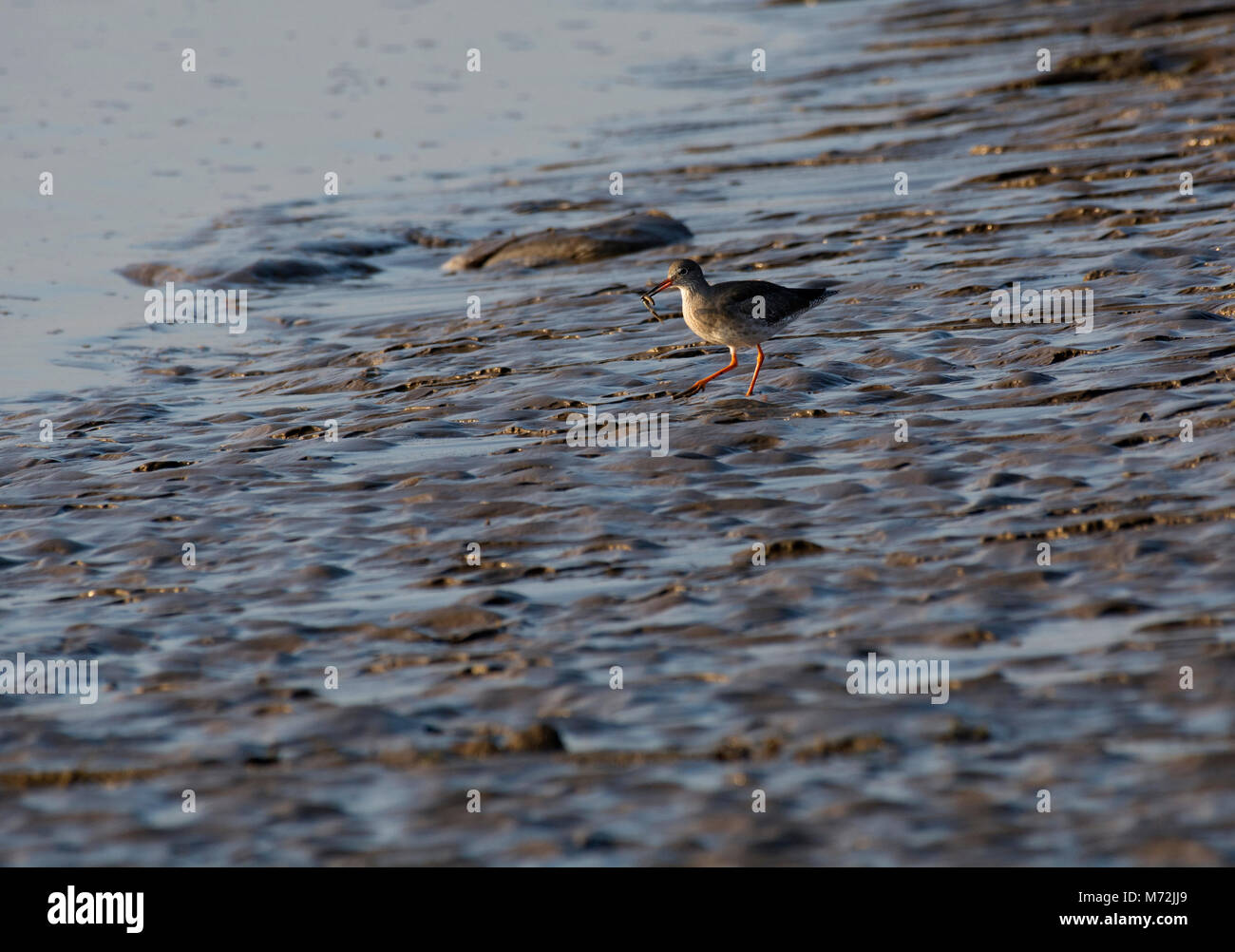 Rotschenkel Tringa totanus, mit wattwurm in feuchten Sand, Morecambe Bay, Lancashire, Großbritannien Stockfoto