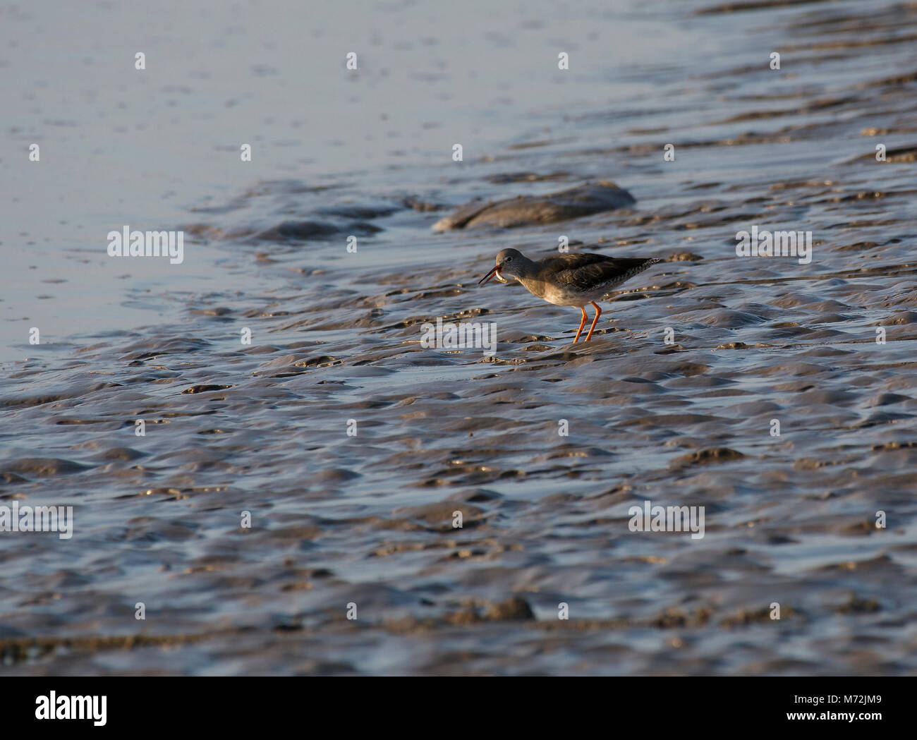 Rotschenkel Tringa totanus, mit wattwurm in feuchten Sand, Morecambe Bay, Lancashire, Großbritannien Stockfoto