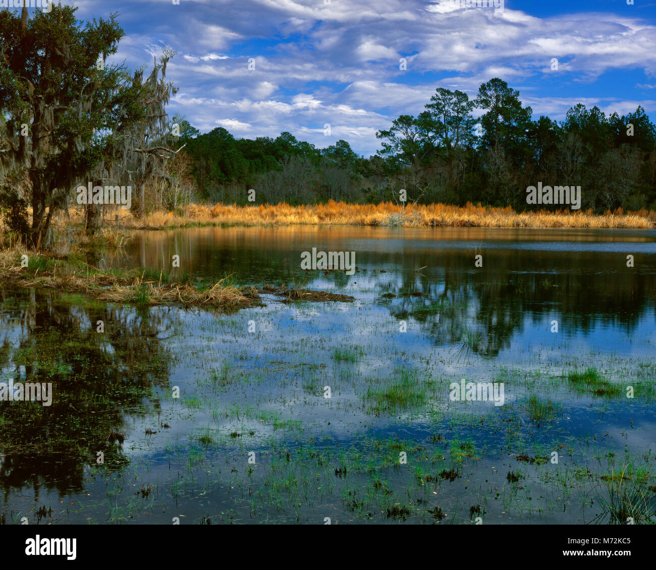 Feuchtgebiete, Grove Plantation, Ernest Hollings ACE Basin National Wildlife Refuge, South Carolina Stockfoto