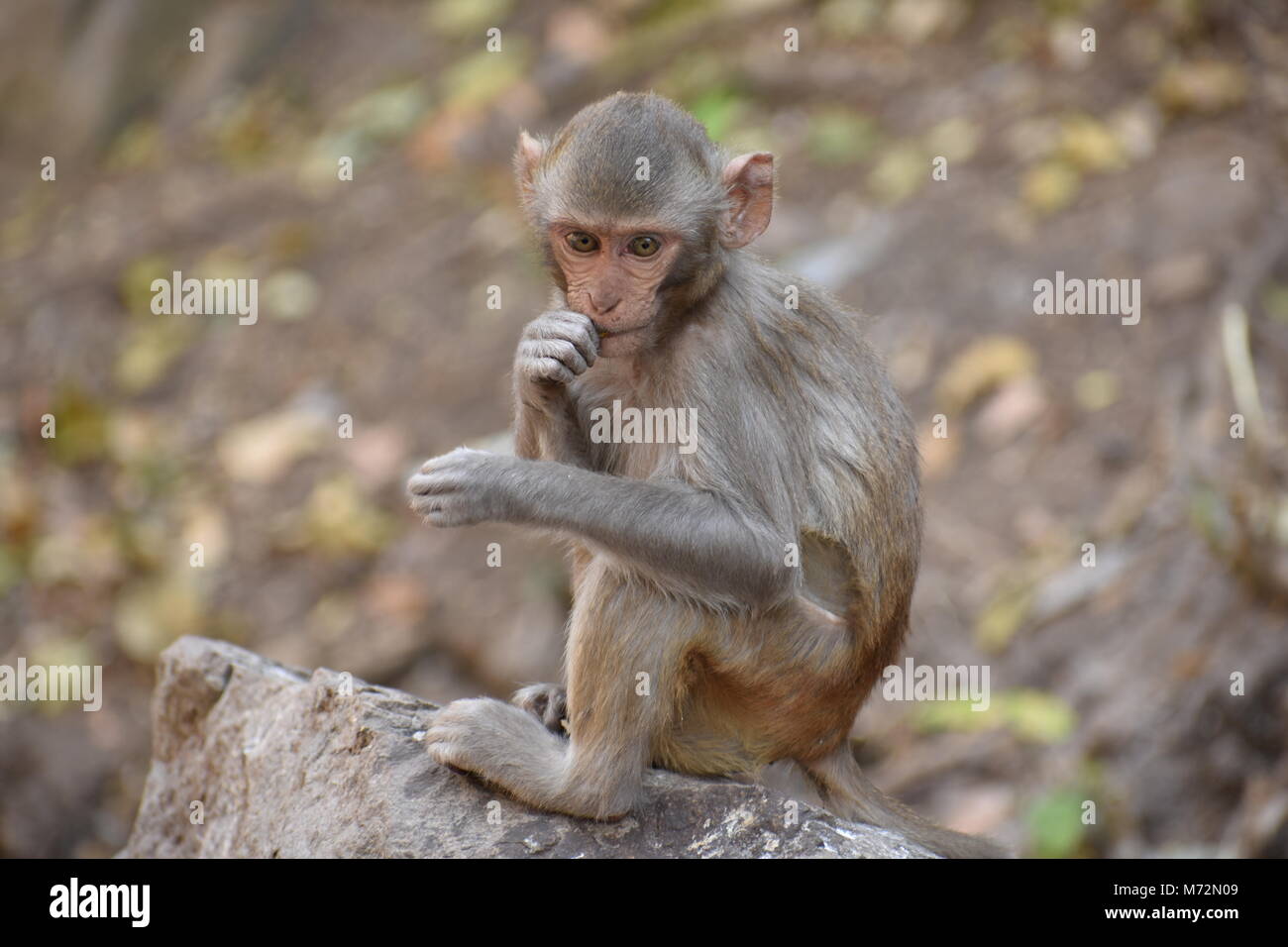 Super Snap von kleinen Affe, sitzt auf einem Stein & halten Sie sich selbst, indem sie kleine Tätigkeiten wie Essen Essen beschäftigt, siehe um ihn herum. Stockfoto