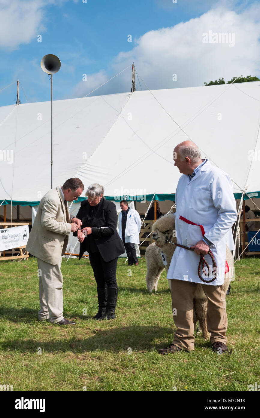 Die 2016 County Show im Bywell, Northumberland, England Stockfoto