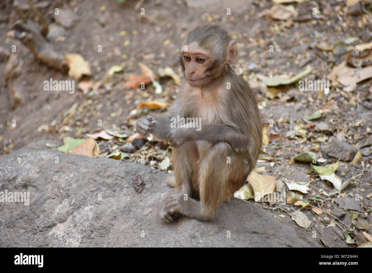 Super Snap von kleinen Affe, sitzt auf einem Stein & halten Sie sich selbst, indem sie kleine Tätigkeiten wie Essen Essen beschäftigt, siehe um ihn herum. Stockfoto