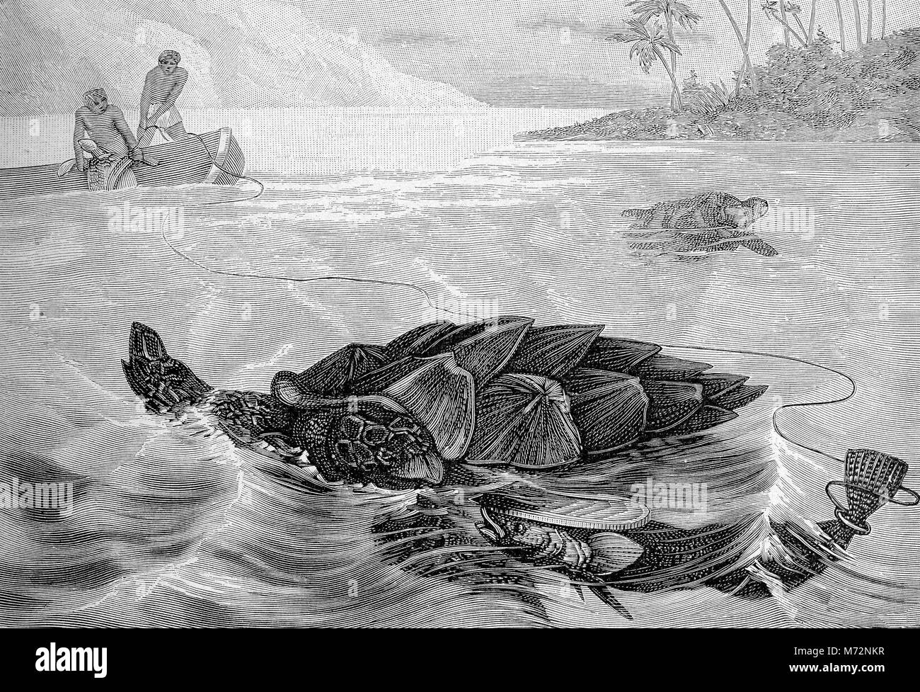 Testudo schwimmen in tropischen Gewässern und aborigens mit Boot, Jahrgang illustration Stockfoto