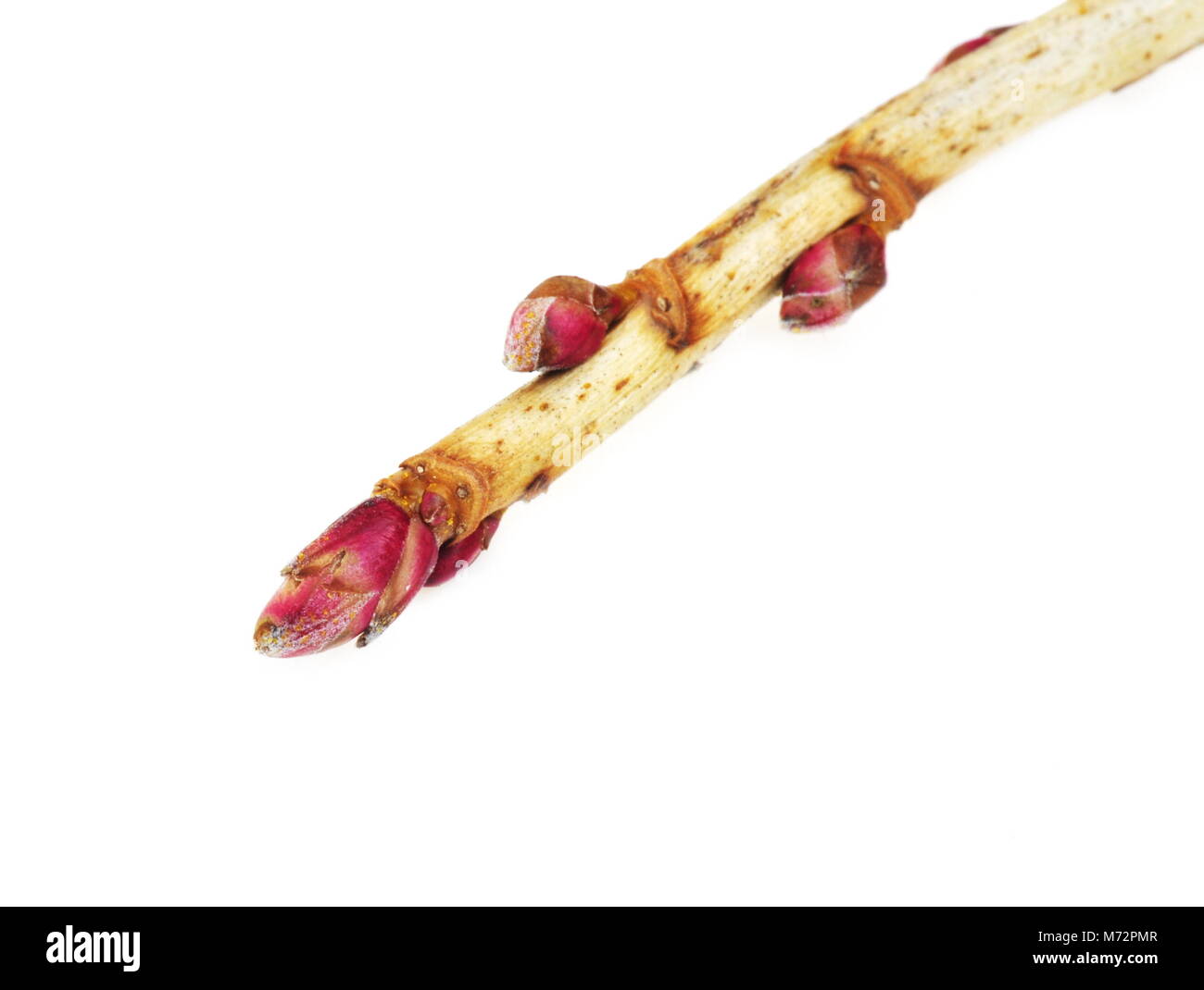 Zweig mit roten Knospen auf weißem Hintergrund Stockfoto Zweig mit roten Knospen auf weißem Hintergrund Stockfoto