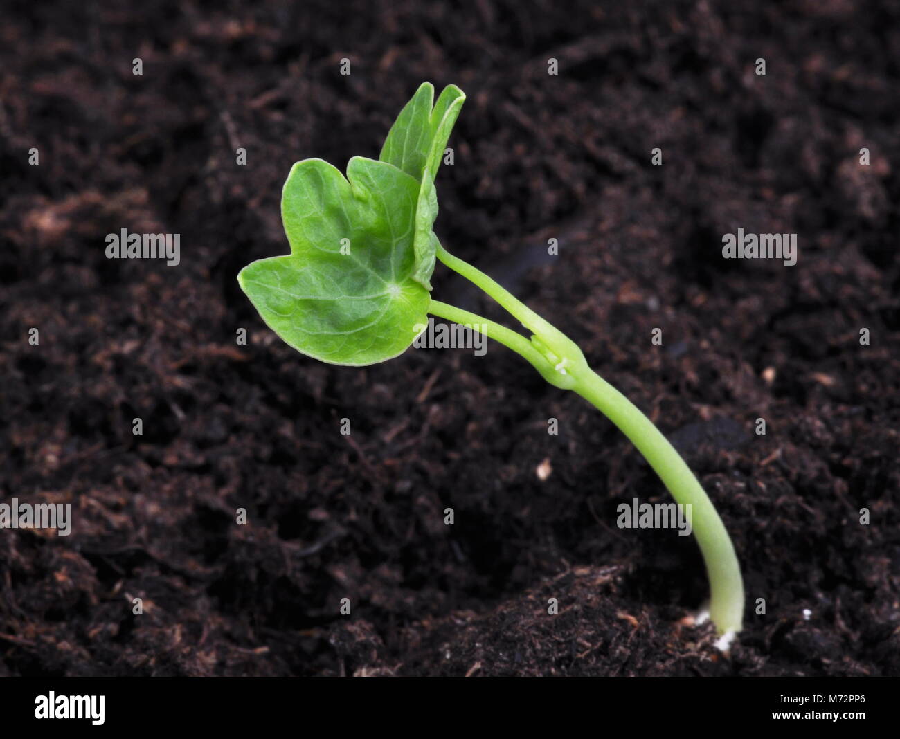 Pflanze sprießen in brauner Boden Stockfoto
