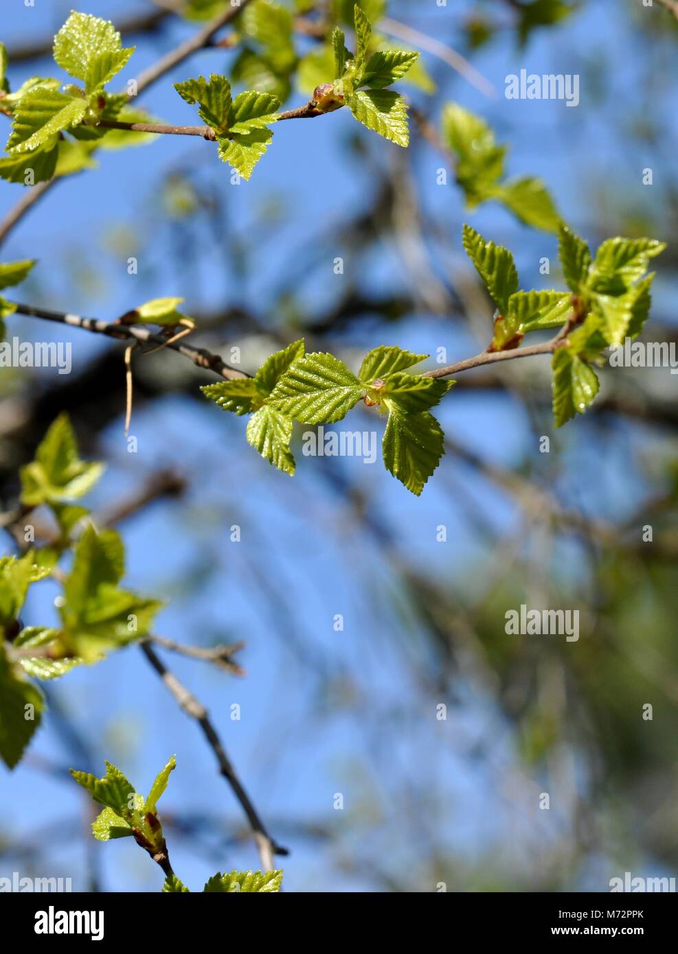Intensiv grünen Zweig einer Birke mit neuen foliageagainst blauen Himmel im Frühjahr Stockfoto