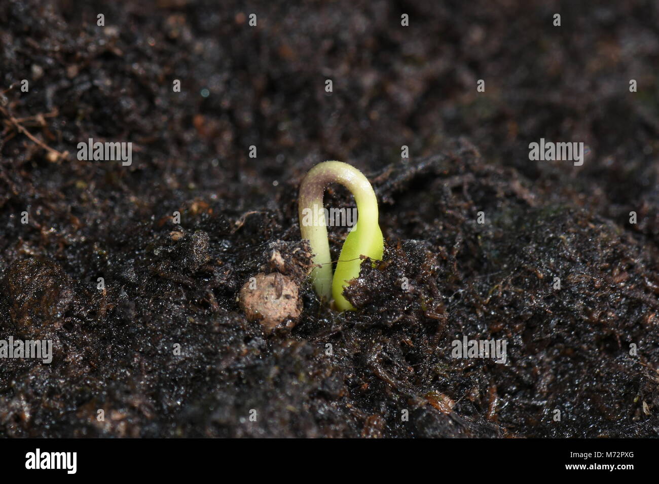 Samens aus schwarzer Erde gebogen Blatt zu schützen. Stockfoto