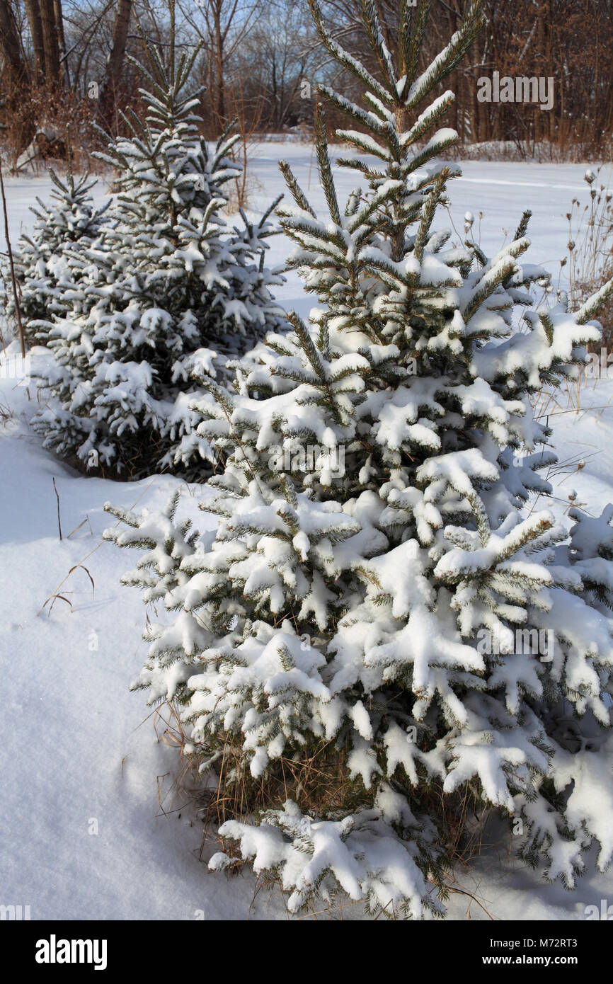 Kanada, Quebec, Montreal, winter, wald, Kiefern unter Schnee, Stockfoto