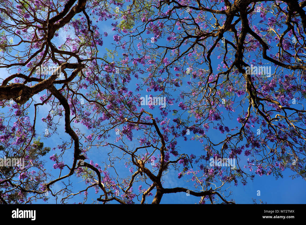 Eindruck und seltsame Form der Niederlassung von flamboyant Tree View aus unter dem Baum, violette Blume auf blauen Himmel blühen im Frühjahr Machen wunderbare Natur Stockfoto