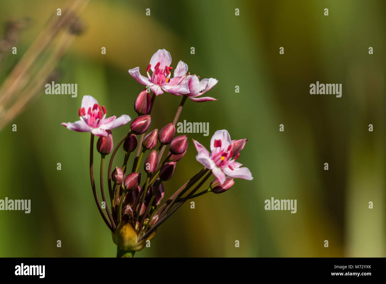 (Flowering-Rush Butomaceae Butomus umbellatus), Stockfoto