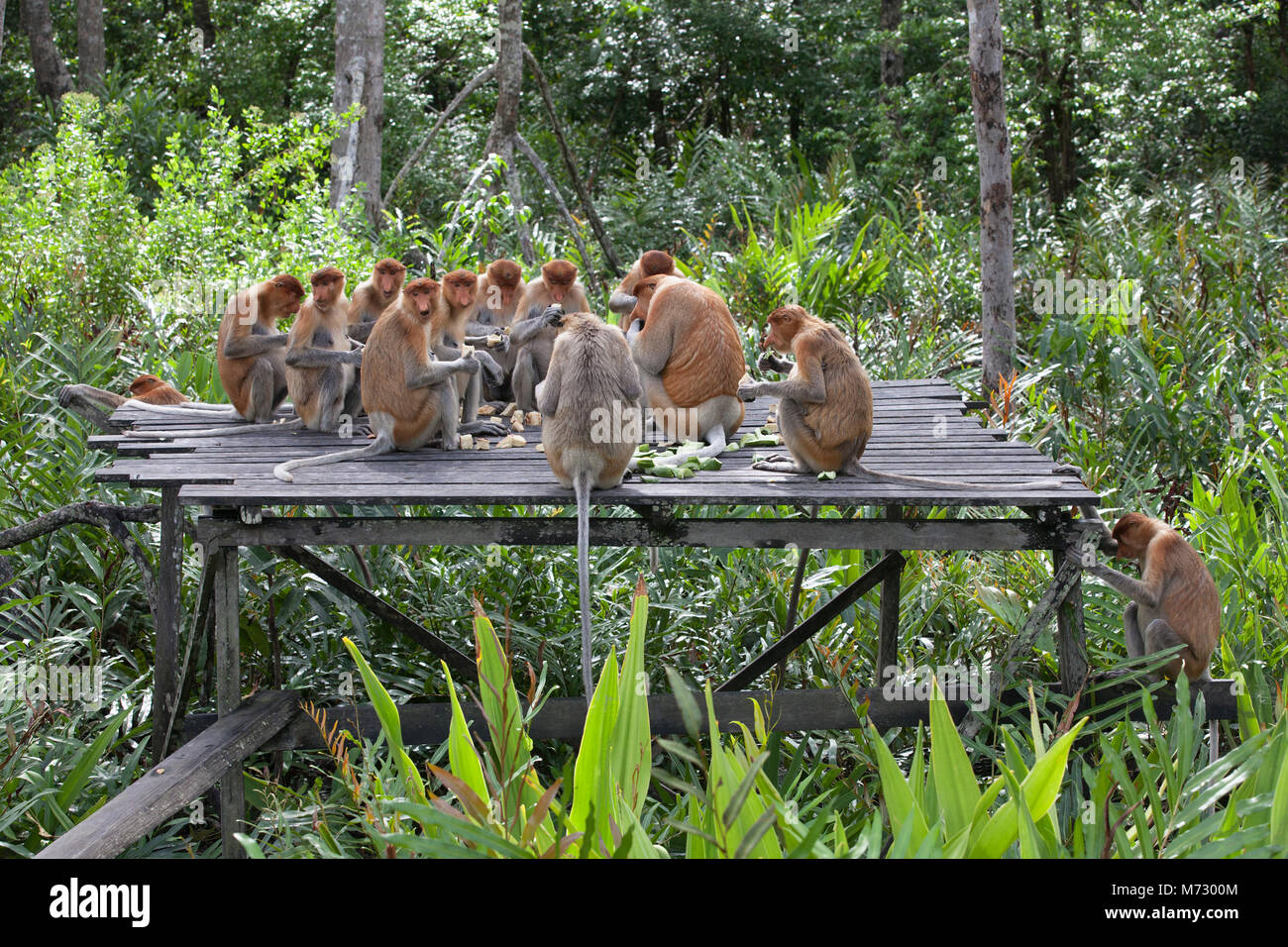 Proboscis Monkey Harem (Nasalis larvatus) essen Gurken und Pfannkuchen bei der Fütterung Plattform in Labuk Bay Heiligtum Stockfoto