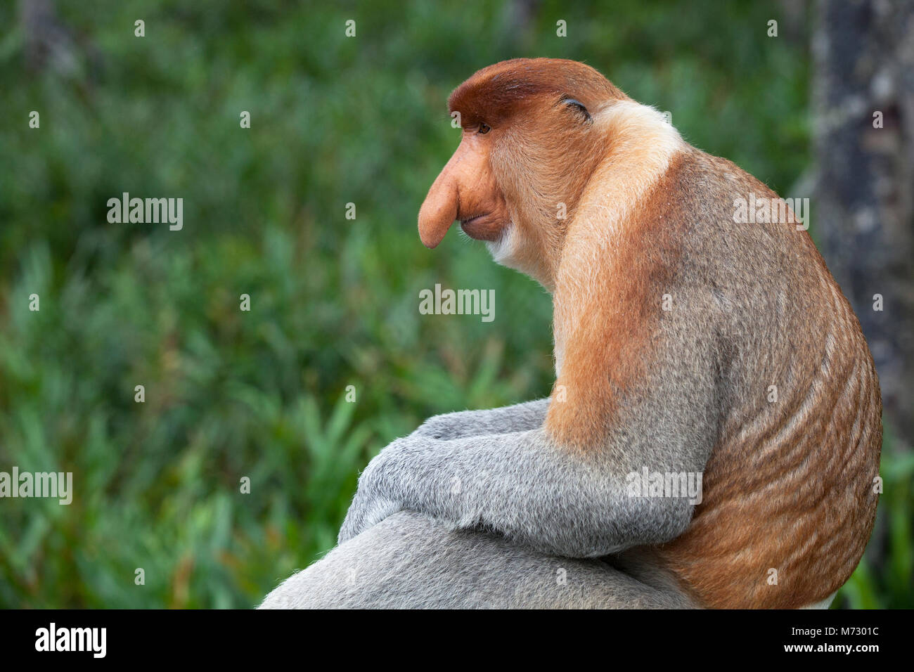 Proboscis Monkey (nasalis larvatus) dominantes männliches Nahaufnahme-Porträt in Sabah, Borneo, Malaysia Stockfoto