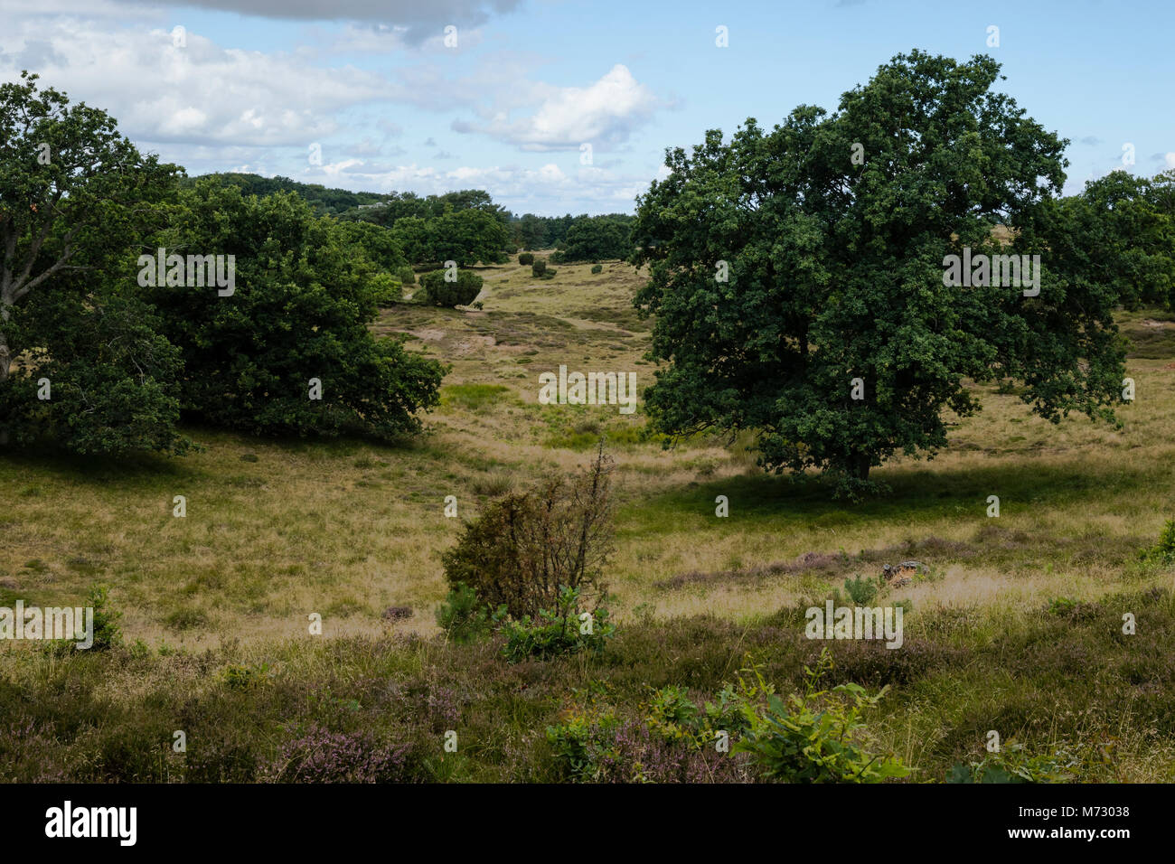 Rusland ist ein teilweise geschützter Bereich für EU-habitat Gebiet bezeichnet. Mit trockenen Zwergsträucher, Heide, Steigungen und Gefällen Stockfoto