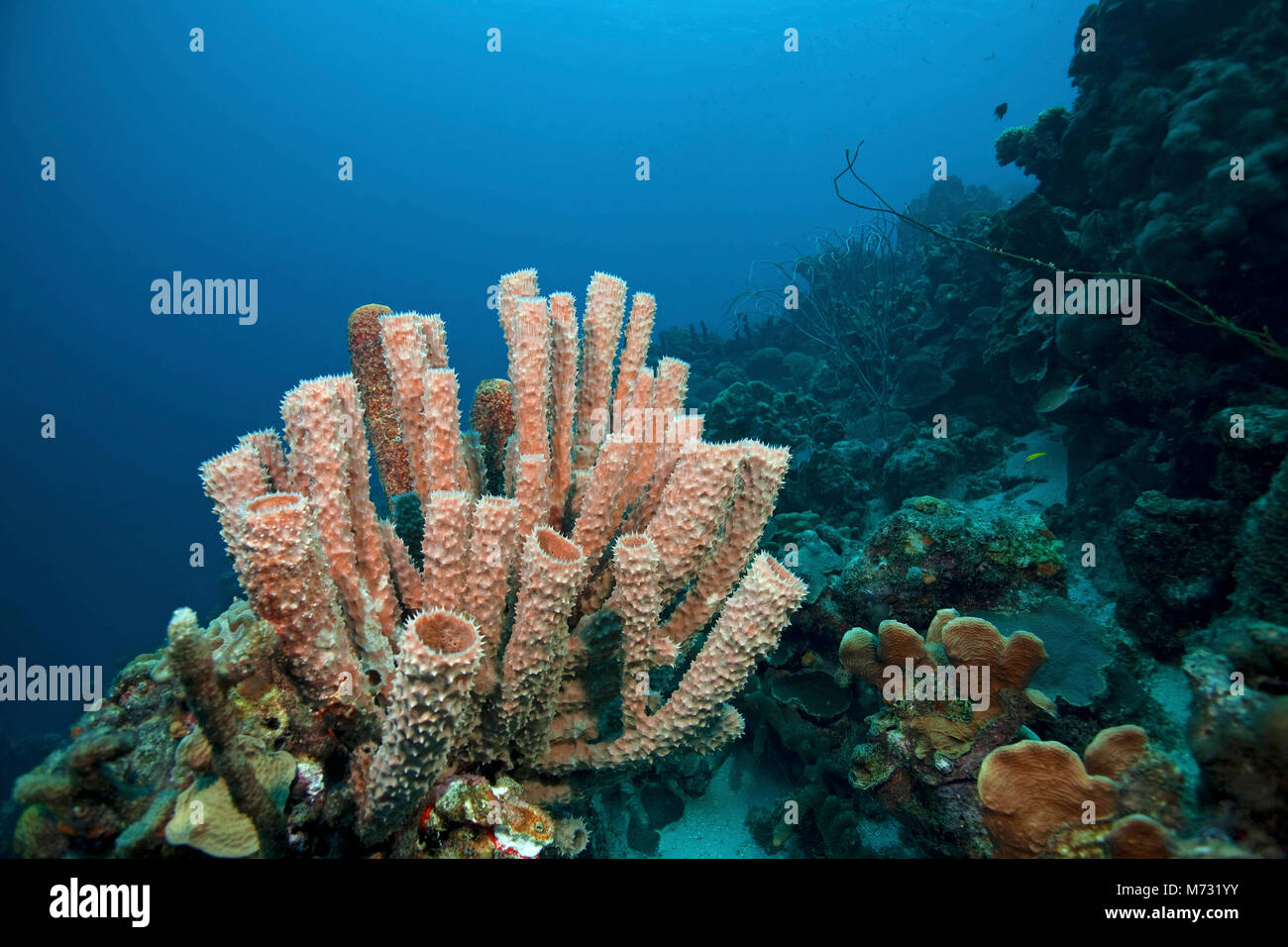 Verzweigung vase Schwamm (Callyspongia vaginalis), Caribbean Coral Reef auf Curacao, Niederländische Antillen, Antillen, Karibik, Karibik Stockfoto